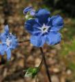 Omphalodes nitida