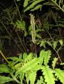 Onoclea sensibilis
