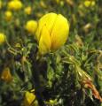 Ononis ramosissima