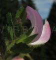 Ononis repens