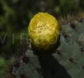 Opuntia galapageia