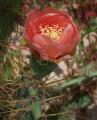 Opuntia littoralis