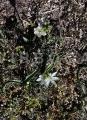Ornithogalum broteroi