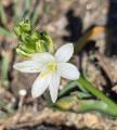 Ornithogalum broteroi
