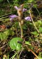 Orobanche oxyloba