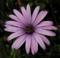 Osteospermum ecklonis