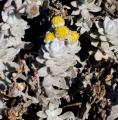Otanthus maritimus