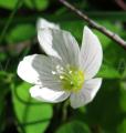 Oxalis acetosella