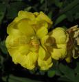Oxalis pes-caprae