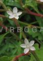 Oxygonum sinuatum