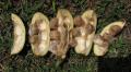 Pachira glabra