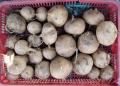 Pachyrhizus erosus