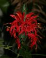 Pachystachys coccinea
