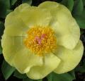 Paeonia daurica