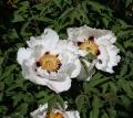 Paeonia suffruticosa