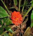 Palisota barteri