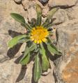 Pallenis hierochuntica