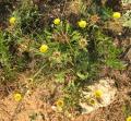 Pallenis maritima