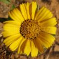 Pallenis maritima