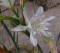 Pancratium maritimum