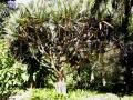 Pandanus utilis