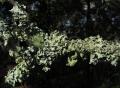 Parmotrema reticulatum