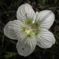 Parnassia palustris