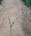 Paspalum conjugatum