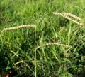 Paspalum dilatatum