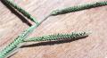 Paspalum scrobiculatum
