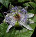 Passiflora caerulea