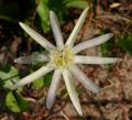 Passiflora mucronata