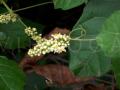 Paullinia pinnata