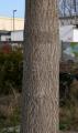 Paulownia tomentosa