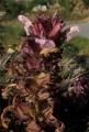 Pedicularis sylvatica