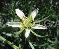 Peganum harmala
