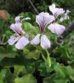 Pelargonium peltatum