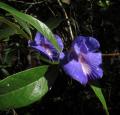 Periandra mediterranea