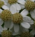 Pericallis malviflora
