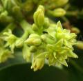 Persea americana