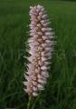 Persicaria bistorta