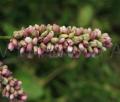 Persicaria maculosa