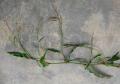 Persicaria pubescens
