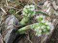 Petasites albus