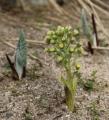 Petasites spurius