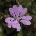 Petrorhagia dubia
