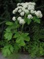 Peucedanum ostruthium