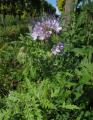 Phacelia tanacetifolia