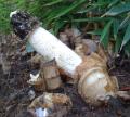 Phallus impudicus