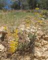 Phlomis aurea
